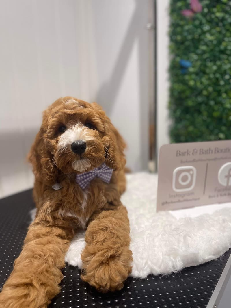 A red cockapoo in a bow tie on the grooming table against the salon's hedge wall