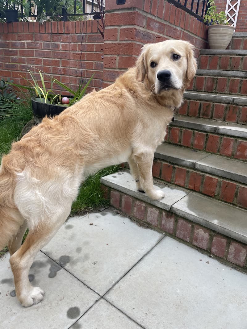 A golden retriever freshly washed and brushed, standing by brick garden steps