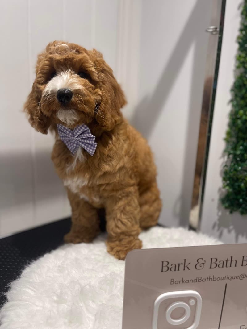 A red cockapoo in a checked bow tie on a white fluffy mat on the grooming table