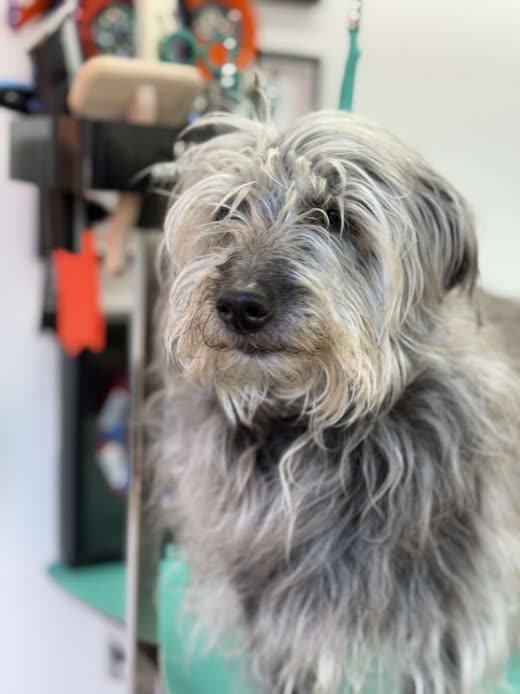 Close-up of a shaggy grey terrier on the grooming table