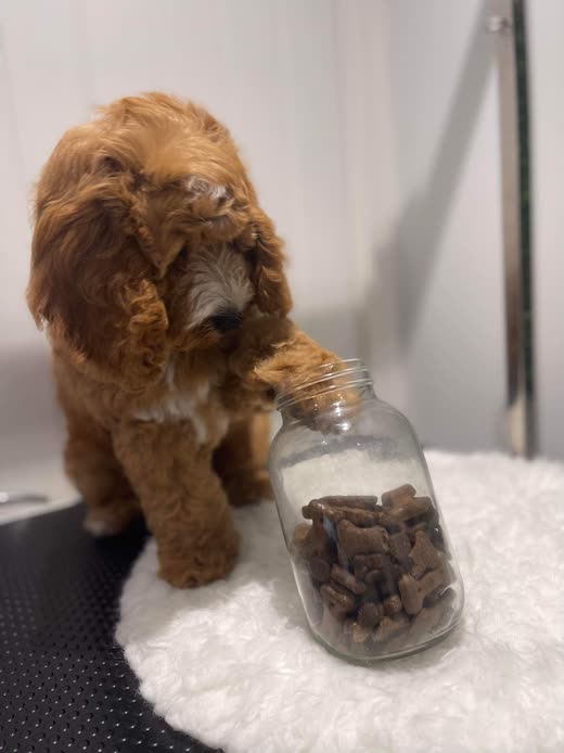 A red cockapoo nosing a jar of dog biscuits on the grooming table