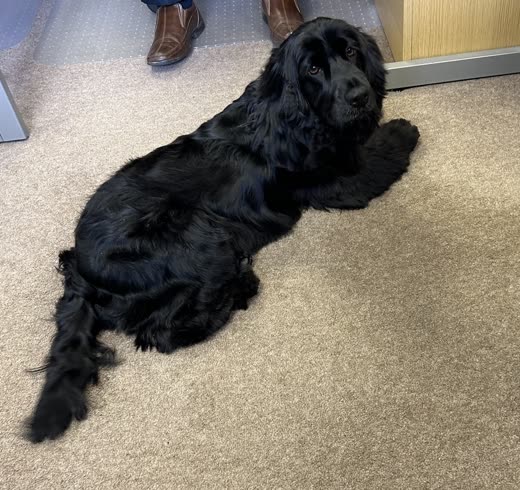 A freshly groomed black cocker spaniel lying on the carpet