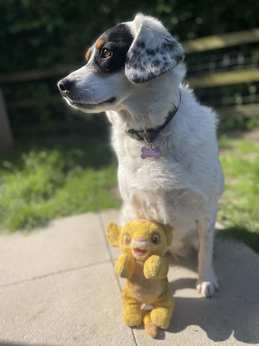 A freshly clipped blue-merle collie sitting on a sunny garden path