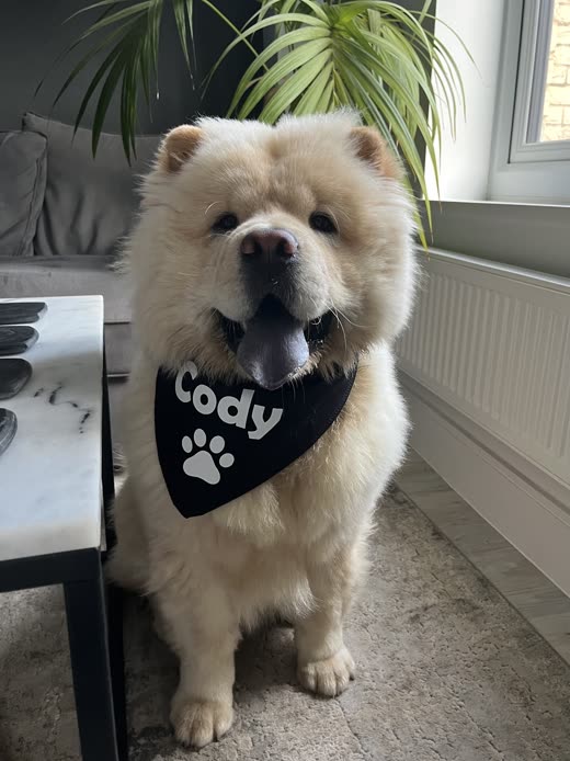 A cream chow chow sitting indoors in a personalised bandana, cropped above the lettering